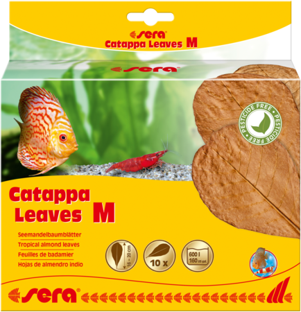 Sera Catappa Yaprağı M 18 Cm (10 ADET)